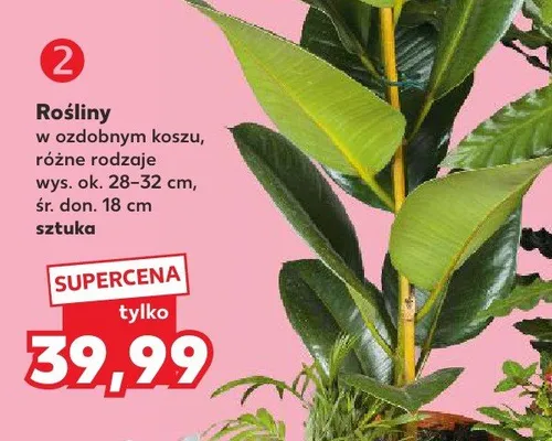 Rośliny w ozdobnym koszu promocja w Kaufland