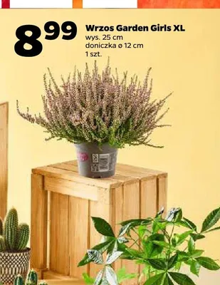Wrzos Garden Girls XL promocja w Netto