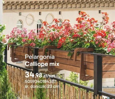 Pelargonia Calliope mix promocja w Castorama