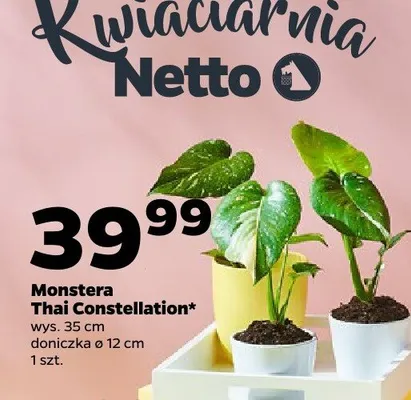 Monstera Thai Constellation wys. 35cm doniczka ø 12cm promocja w Netto