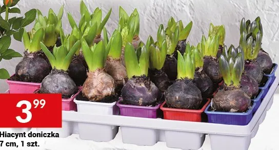 Hiacynt doniczka 7 cm, 1 szt. promocja w Twój Market