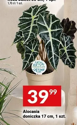 Alocasia doniczka promocja w Twój Market