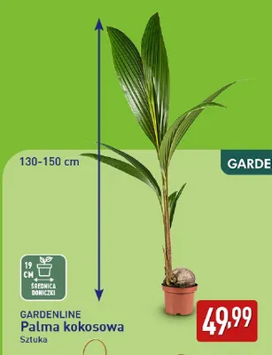 Palma kokosowa Gardenline 130-150 cm promocja w Aldi