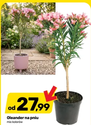 Oleander na pniu promocja w Bricomarche