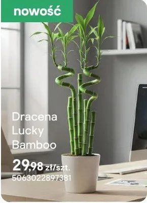Dracena Lucky Bamboo promocja w Castorama
