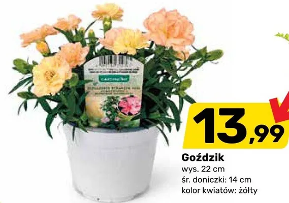 Goździk promocja w Bricomarche