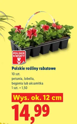 Rośliny rabatowe petunia, lobelia, begonia lub aksamitka promocja w Lidl