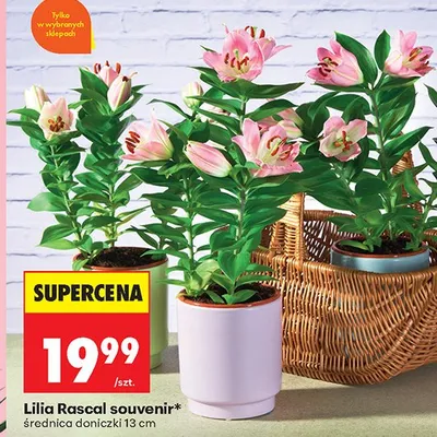 Lilia Rascal souvenir, średnica doniczki 13 cm promocja w Biedronka