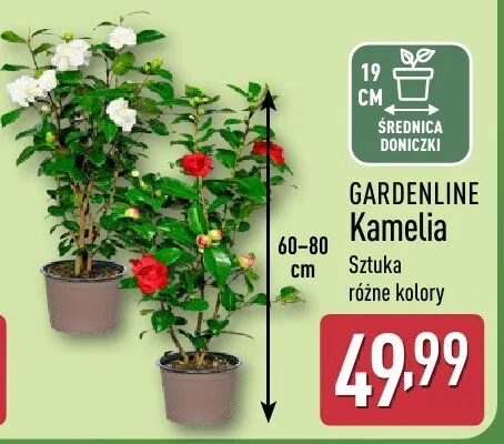 Kamelia promocja w Aldi