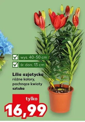Lilia azjatycka pachnące kwiaty wys.40-50cm śr.don.13cm promocja w Kaufland