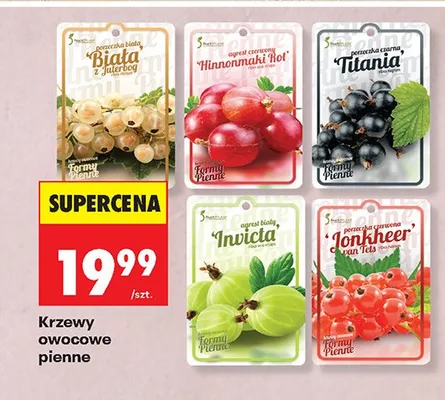 Drzewa owocowe pienne - honeymuch rot promocja w Biedronka