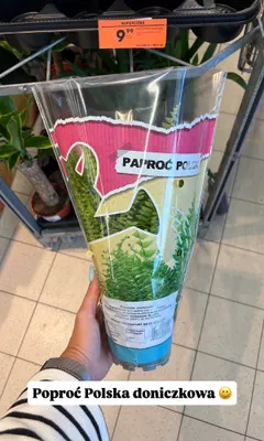 Paproć Polska doniczkowa promocja w Biedronka