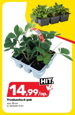 Truskawka 6-pak promocja w Bricomarche