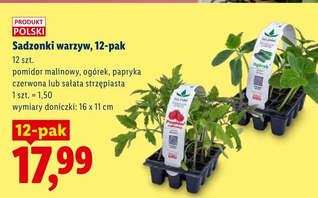 Sadzonki warzyw pomidor malinowy 12-pak promocja w Lidl