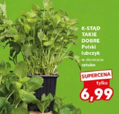 Lubczyk polski w doniczce promocja w Kaufland
