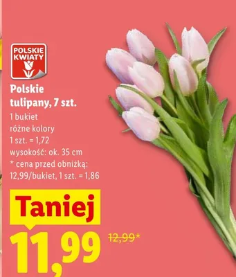 Polskie tulipany wys. ok. 35cm promocja w Lidl