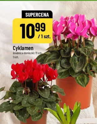 Cyklamen promocja w POLOmarket