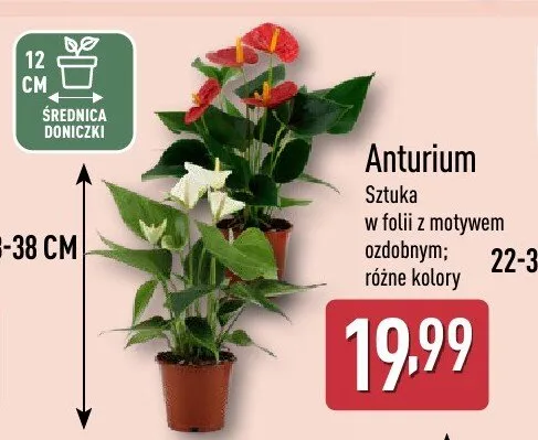 Anturium różne kolory promocja w Aldi