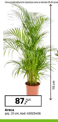 Areca poj. 21 cm promocja w Leroy Merlin