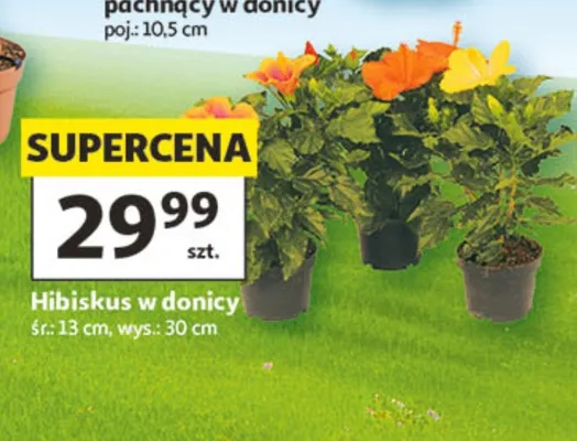 Hibiskus w donicy promocja w Auchan