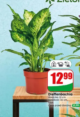 Dieffenbachia doniczka 12 cm wysokość 30 cm promocja w Dino