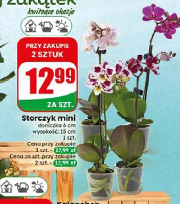 Storczyk mini promocja w Dino