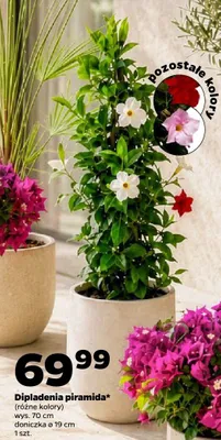 Dipladenia piramida wys. 70cm doniczka ø 19cm promocja w Netto