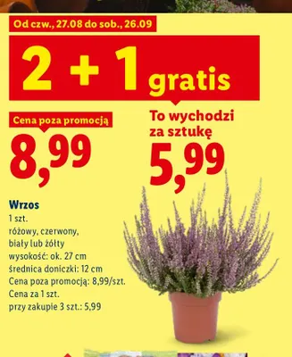 Wrzos promocja w Lidl