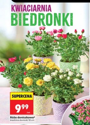 Róża doniczkowa średnica doniczki 12 cm promocja w Biedronka