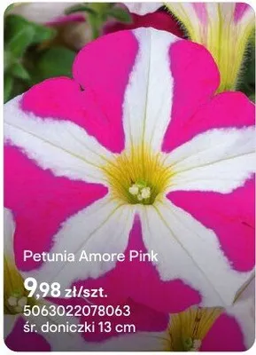 Petunia Amore Pink promocja w Castorama