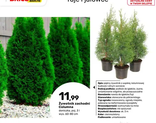 Żywotnik zachodni Columna promocja w Bricomarche