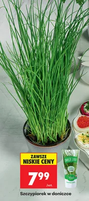 Szczypiorek w doniczce promocja w Biedronka