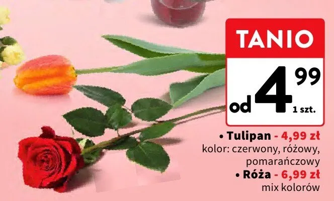 Róża promocja w Intermarche