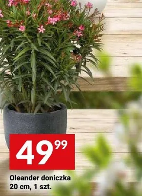 Oleander doniczka 20cm promocja w Twój Market