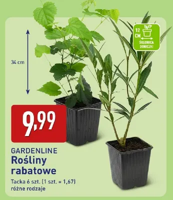 Rośliny pokojowe promocja w Aldi