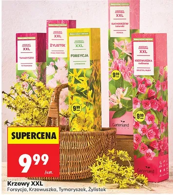 Krzewy XXL forsycja promocja w Biedronka