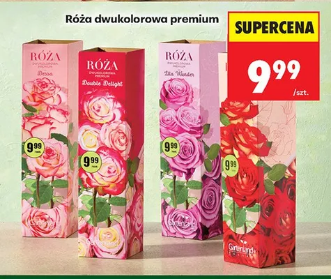 Róża dwukolorowa premium promocja w Biedronka