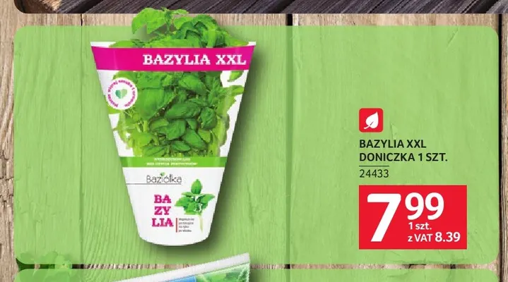 Bazylia XXL doniczka Baziolka promocja w Selgros