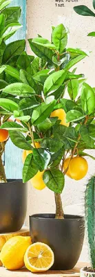 Sztuczne drzewko dekoracyjne cytrynowe promocja w Netto