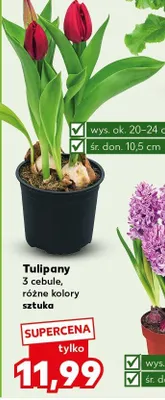 Tulipany 3 cebule, różne kolory promocja w Kaufland