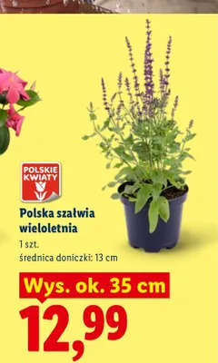 Szałwia wieloletnia polska wys. ok. 35 cm promocja w Lidl