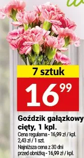 Goździk gałązkowy cięty, 1 kpl. promocja w Twój Market