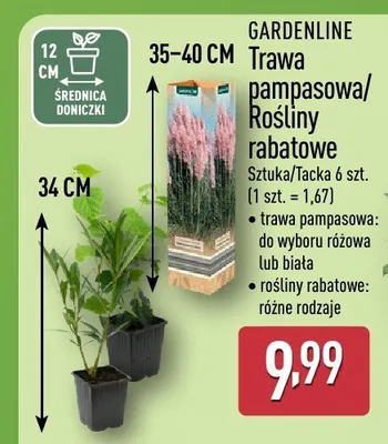 Trawa pampasowa/rośliny rabatowe promocja w Aldi