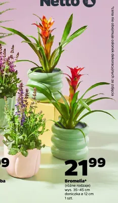 Bromelia wys. 35-45cm doniczka ø 12cm promocja w Netto