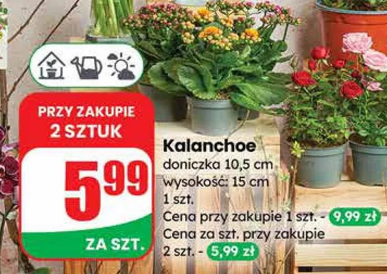 Kalanchoe doniczka 10,5 cm wysokość: 15 cm promocja w Dino