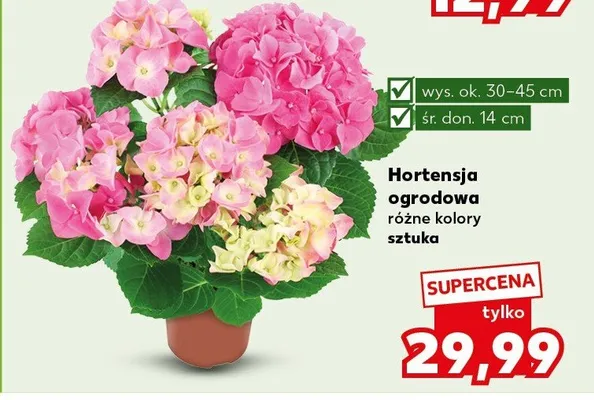 Hortensja ogrodowa różne kolory promocja w Kaufland