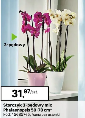 Storczyk 3-pędowy mix Phalaenopsis 50-70 cm promocja w Leroy Merlin