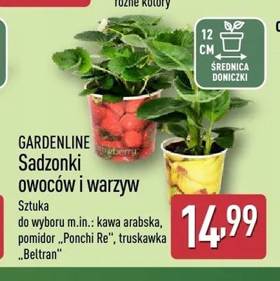 Sadzonki owoców i warzyw GARDENLINE promocja w Aldi
