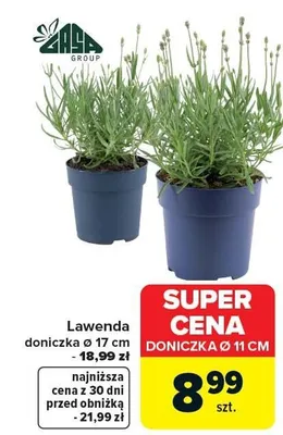 Lawenda doniczka ø 17 cm - 18,99 zł promocja w Carrefour