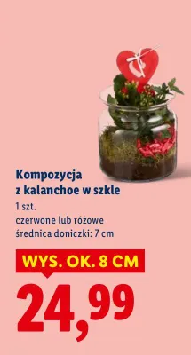 Kompozycja z kalanchoe w szkle promocja w Lidl